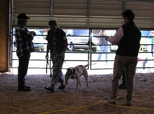American Bulldog Breeder in  Michigan